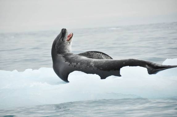 Nosso primeiro encontro com a temível foca leopardo, em Point Wild, Elephant Island, na Antártida (foto de John Pairaudeau)